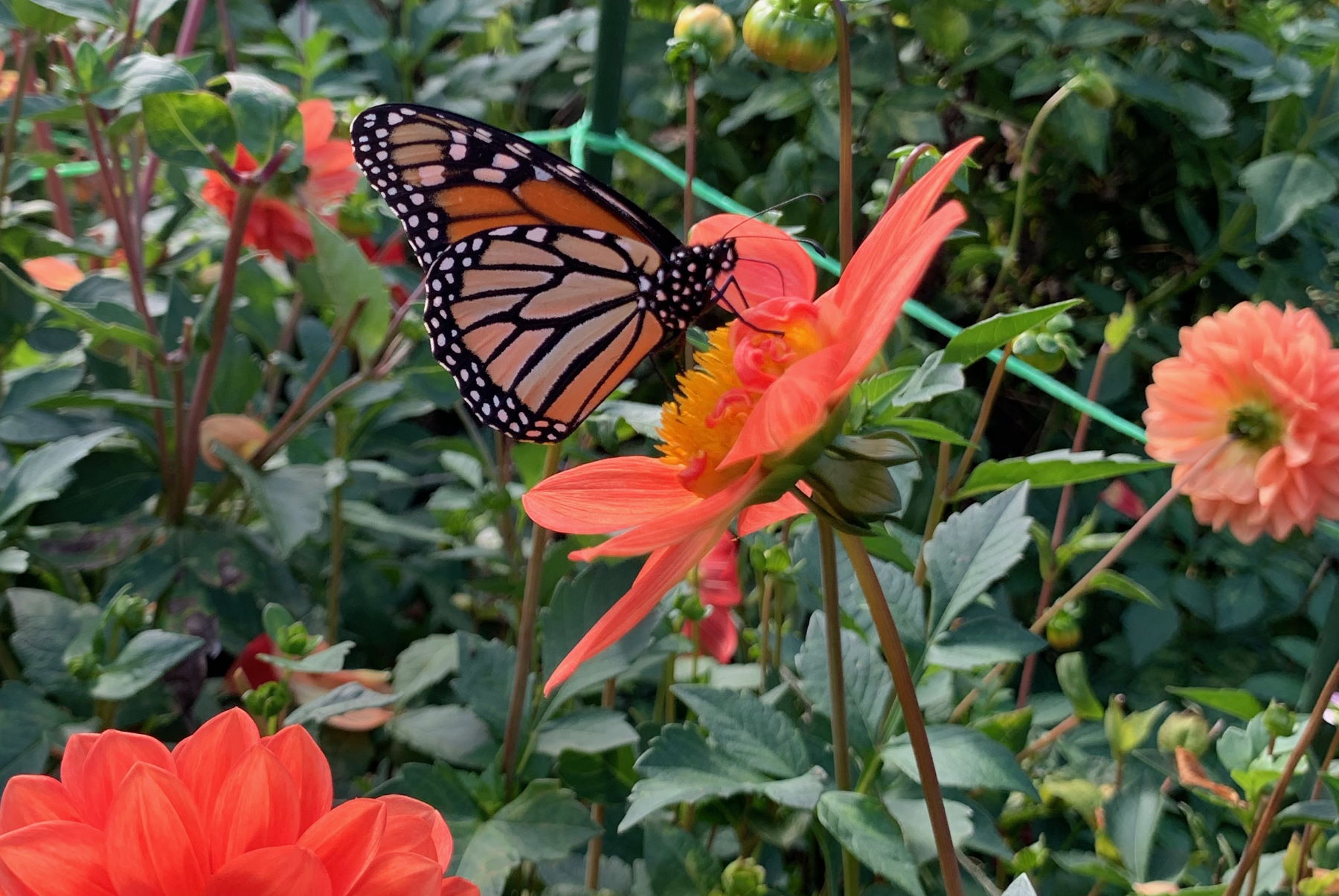 Butterfly in Dahlia garden